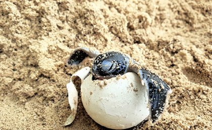 A turtle emerges from its egg shell on a sandy beach.